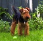 Welsh Terrier - Bertie with a Ball in the Garden
