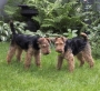 Welsh Terrier - Daboys in the Back Yard