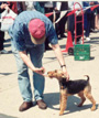Welsh Terrier - Agility -Baxter Gets His Reward