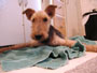 Welsh Terrier - Daboys - Final Picture of Baxter