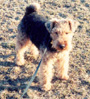 Welsh Terrier - Daboys - Baxter as a Pup