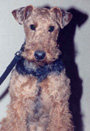 Welsh Terrier - Portrait of Baxter