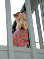 Welsh Terrier - DaBoys the Book - Bertie in his Sweater