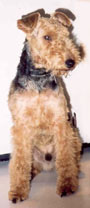 Wlesh Terrier - Bertie Posing
