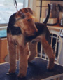 Welsh Terrier - DaBoys the Book - Bertie's First Grooming