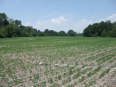 EC - North Fields - Future Hay Field with 7 Acre Bush