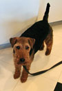 Welsh Terrier - Morgan Adoption Day
