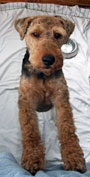 Welsh Terrier - DaBoys + One - The Book - Morgan In Muskoka