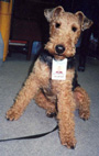 Welsh Terrier - Bsxter - Therapy Dog