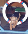 Welsh Terrier - Agility - Baxter Jumps thru the Tire
