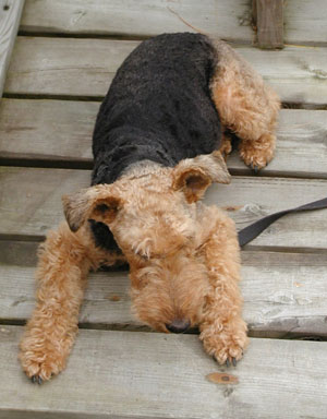 Welsh Terrier Baxter in Muskoka - 2002