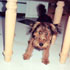 Baxter as a Pup