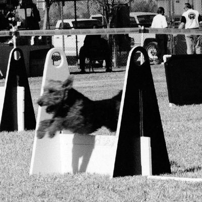 Welsh Terrier - Flyball Meg - Galveston, Texas