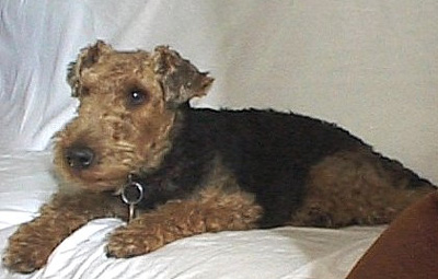 Welsh Terrier - DaBoys the Book - Baxter Watching TV