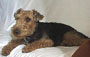Welsh Terrier - Daboys - Baxter on His Beloved Couch