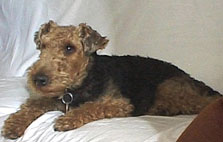 Welsh Terrier - Daboys - Baxter en repose