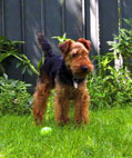 Welsh Terrier - DaBoys - Bertie in the garden