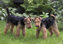 Welsh Terrier - DaBoys - Baxter & Bertie with a Ball