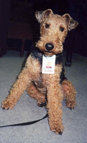 Welsh Terrier - DaBoys the Book - Baxter the Therapy Dog