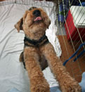 Welsh Terrier - Morgan in Muskoka